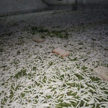 蚕