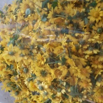 野菊花散装