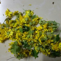野菊花袋装