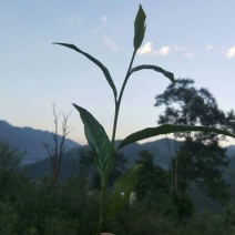普洱茶一级