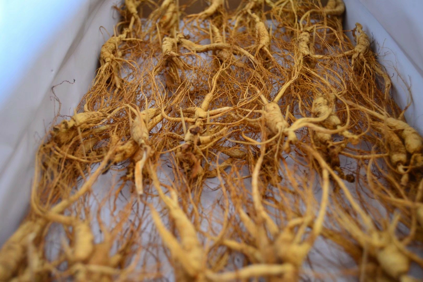 一株成熟的西洋参植物,地上部分为掌状复叶,地下露出粗壮的主根,表面有横向环纹,呈浅黄色至黄白色,须根清晰可见,背景为湿润林下腐殖土环境 西洋参植株与根部特写