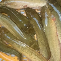 鲶鱼食用