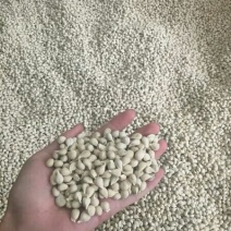 香橙种子枳壳种子枸橘种子红桔红橘嫁接柑橘资阳小叶香橙软枝