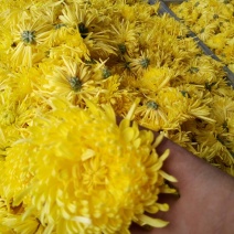 药用菊花散装