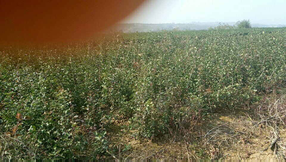 甜红子山楂树春季栽植现场图