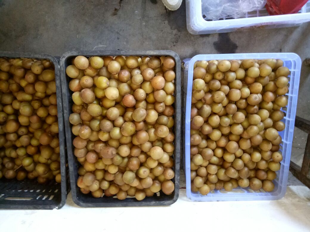 一张俯拍照片,展示木质托盘上排列着四颗黄心猕猴桃,从左至右依次为坚硬青绿果、微微软化果、完全软熟金黄果、切开展示果肉特写;旁边放置温度计、记事便签、透明保鲜盒和纸袋 家庭厨房中摆放不同成熟阶段的黄心猕猴桃及储存工具