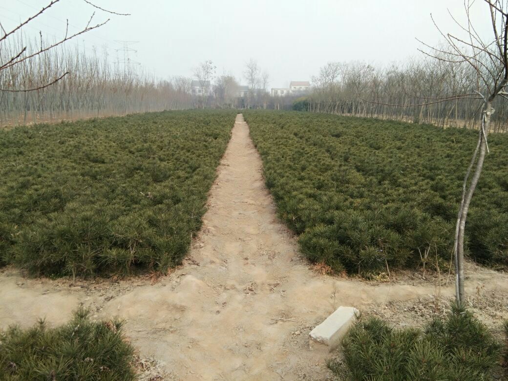 白皮松夏季遮阳网覆盖实景