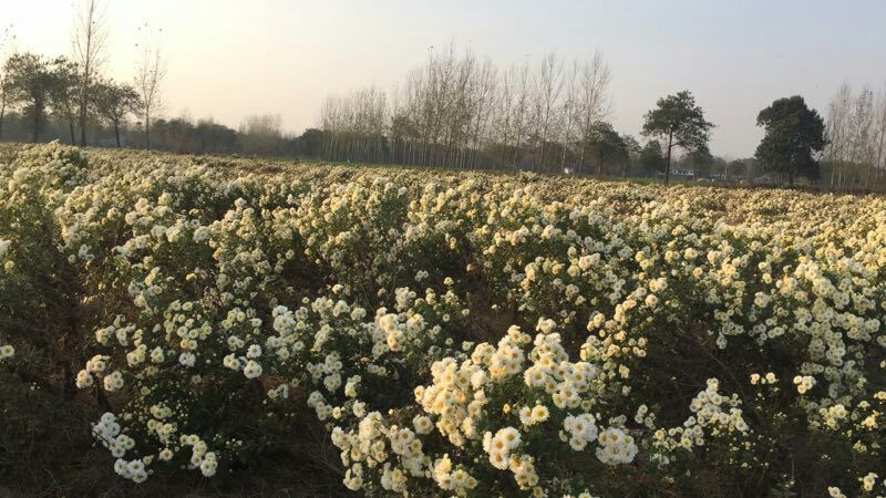 大片杭白菊在秋季田野中盛开,金黄色与白色花瓣交相辉映,农民正在田间进行采摘作业,背景为江南水乡风格的村落和远山,阳光柔和,展现丰收季节的宁静美景 杭白菊田间盛开景象