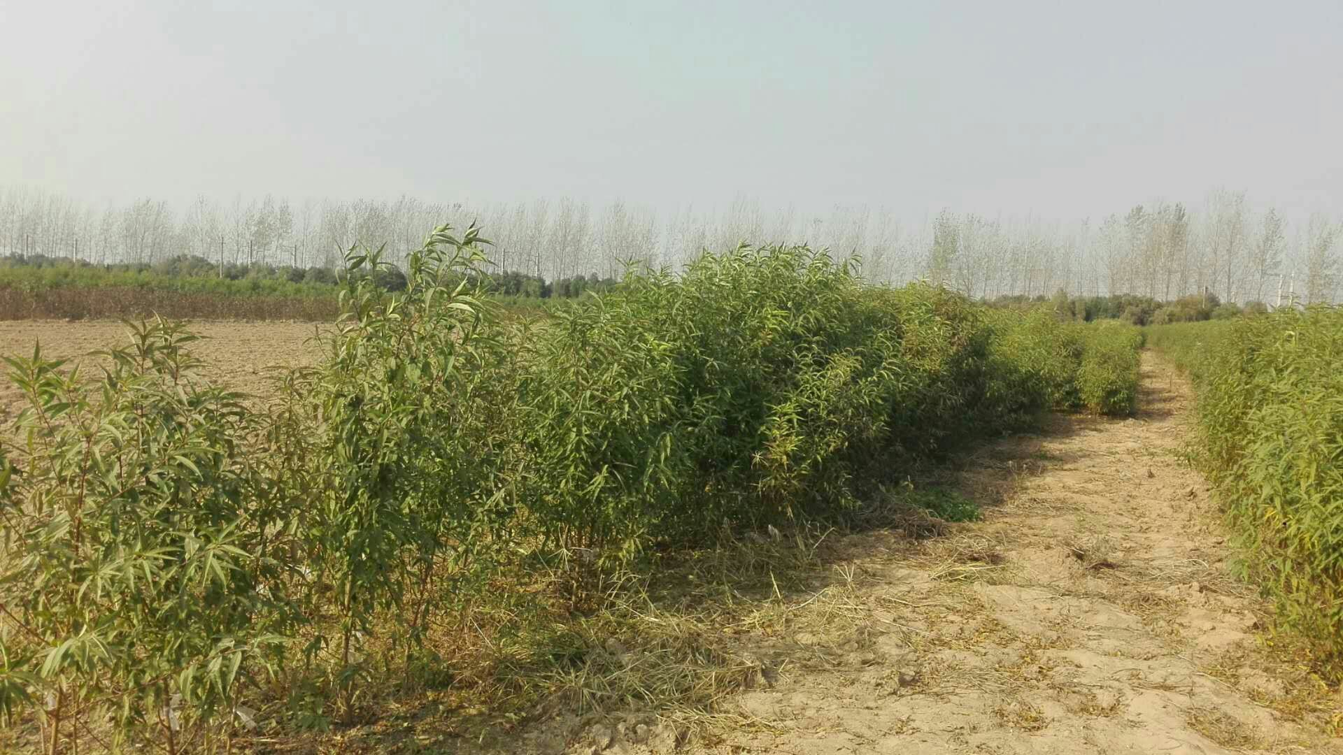 黄桃标准化果园全景图：整齐排列的黄桃树、滴灌系统、工人正在田间作业