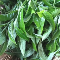 古树茶一级