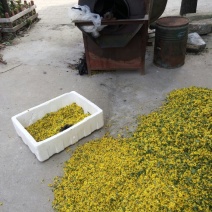 野菊花散装
