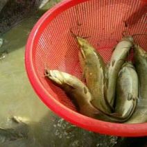 土鲶鱼食用