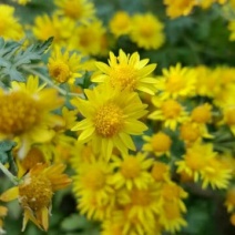 野菊花散装