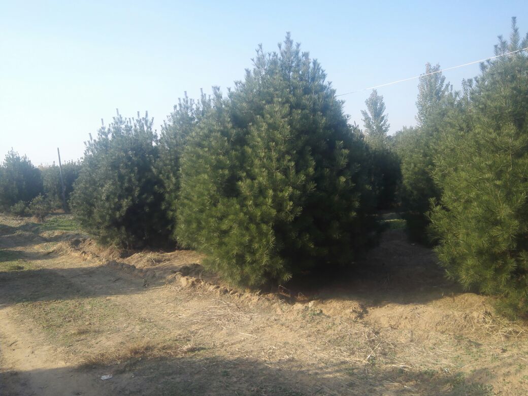 白皮松成年树木形态特征