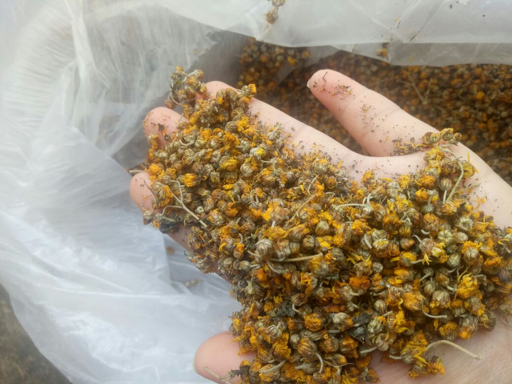 野菊花与甘草泡水冲泡过程