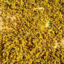 野菊花散装