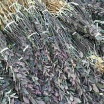 紫叶矮樱80~100cm2cm以下