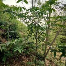 青钱柳茶末茶