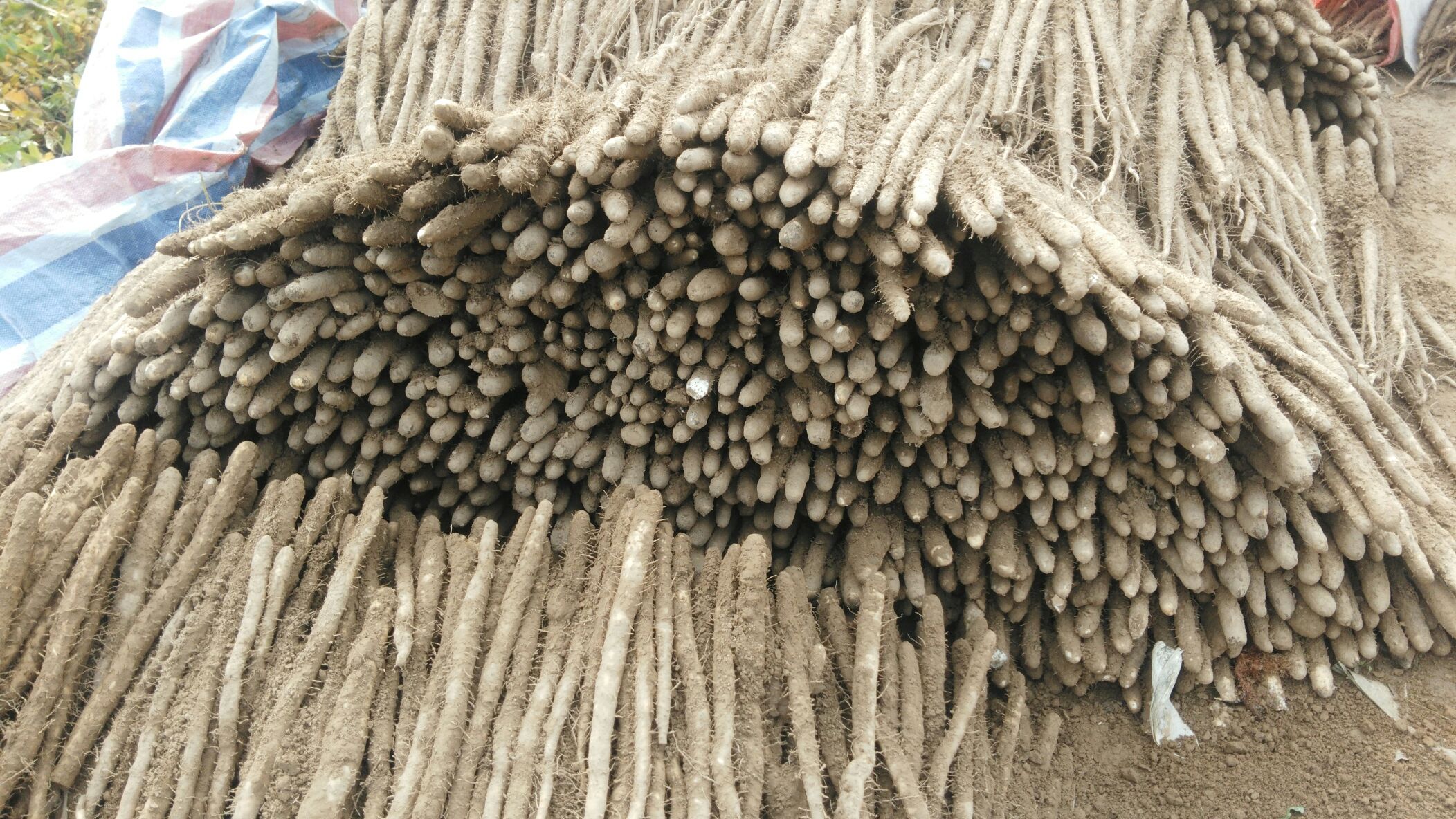 新鲜采摘的山柰根茎,表面呈浅棕色,有环状节痕,去皮后露出洁白紧实的肉质,摆放于竹编簸箕上,背景为热带农田环境 山柰新鲜块茎特写