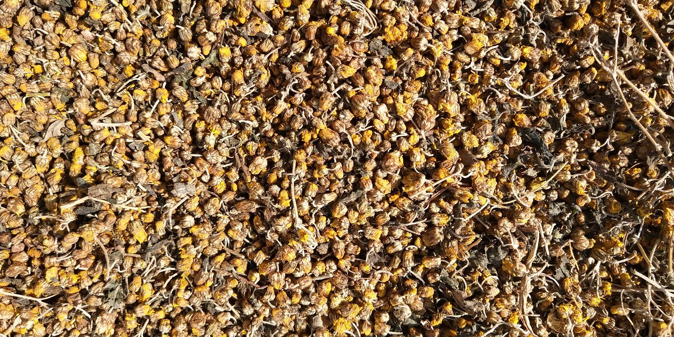 野菊花干燥花序特写,展示其自然形态和颜色特征 野菊花药材特写