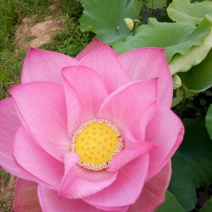 莲子壳