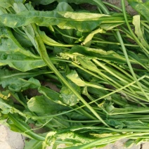 荠菜5~10cm