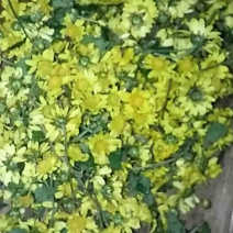 野菊花散装