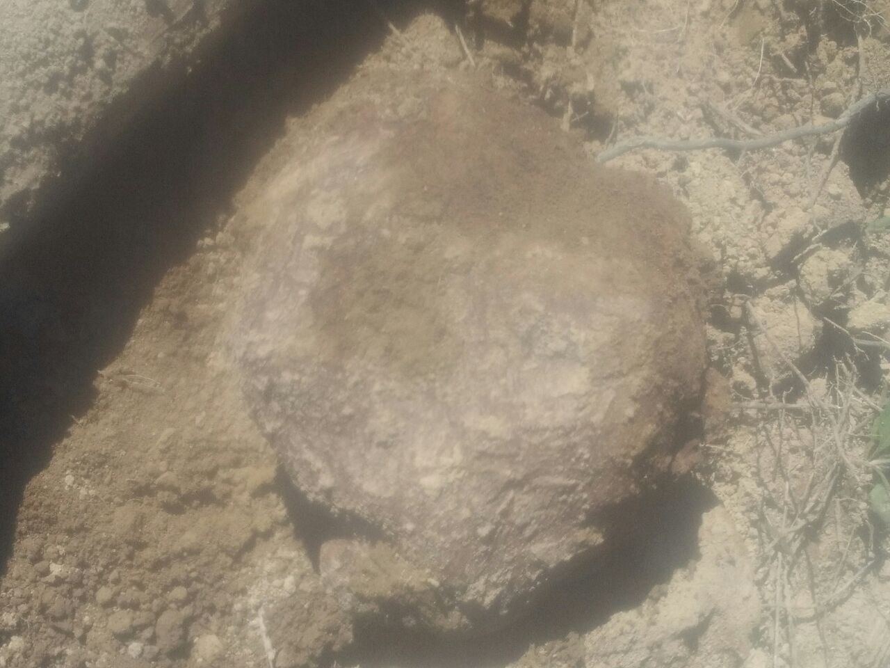 茯苓块状实物图