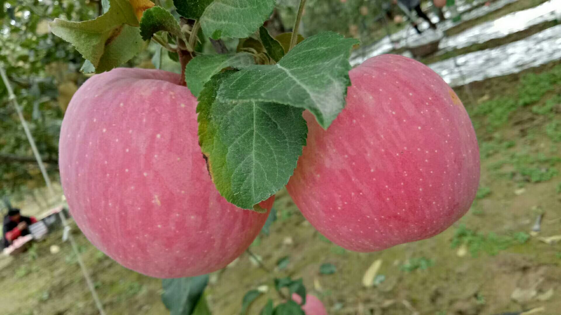 黄元帅苹果特写