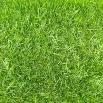 草皮