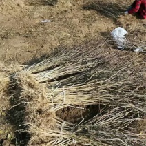 大红袍花椒苗现挖现卖大型花椒树种苗繁育基地