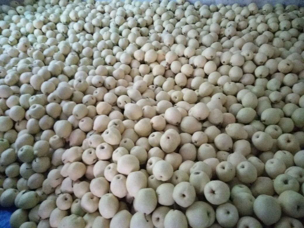 展示金花梨与黄花梨在果园中的种植环境,用于说明栽培差异 梨园种植实景图