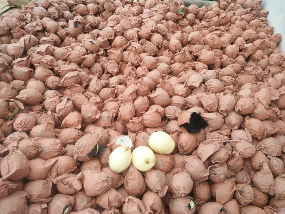 果农在金堂县栖贤乡果园内手工采摘金花梨,工人在包装车间进行光电分级筛选,传送带旁摆放标准化纸箱,背景可见‘金堂梨’地理标志标识 金堂梨采摘与分拣现场