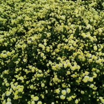 金丝皇菊茶一级