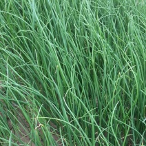 洋葱苗20~30cm，棵粗细均匀，葱形好产量高