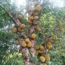 菠萝蜜苗稿接树