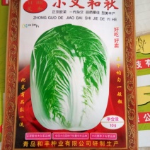 白菜种子