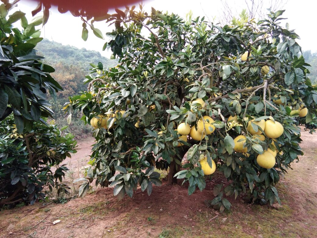 柚子树实景
