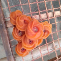 柿饼1~2两
