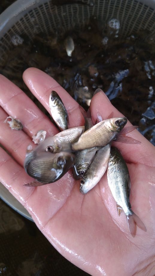 【大量供應】銀鯛魚苗, 巴西鯛魚,淡水鯛魚苗批發