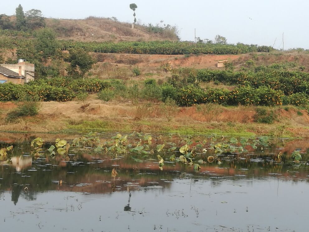 四川省成都市金堂县沱江流域连片种植的脐橙果园,航拍视角下呈现出整齐的梯田式布局,果树排列有序,绿意盎然,背景可见蜿蜒的沱江水系与低山丘陵地貌,阳光充足,生态环境优良 金堂县沱江流域脐橙果园航拍图