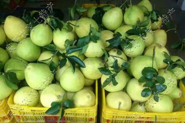 农户在果园中向游客展示刚采摘的沙田柚