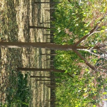 丝绵木261~300cm