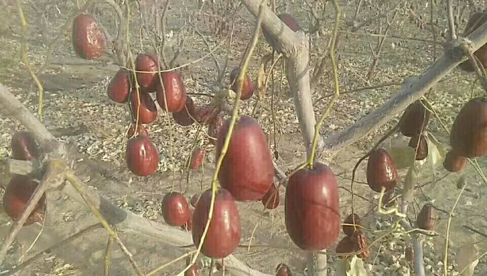 和田大枣果园全景