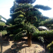 造型松14公分
