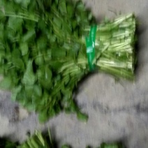 豆瓣菜
