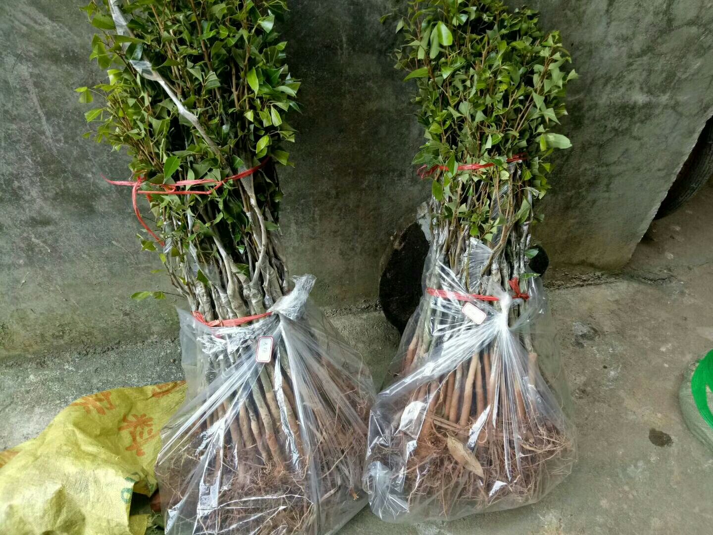 特写:长江流域桂味荔枝树干防护措施,清晰呈现三层结构——底层稻草绳紧密缠绕(直径约8cm)、中层白色涂白剂覆盖均匀无遗漏、上层透明塑料膜防雨,地面覆盖15cm厚干燥稻草,背景为微霜清晨环境 桂味荔枝冬季树干涂白与稻草包裹越冬防护图