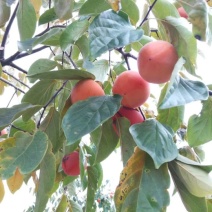 柿饼一斤12-15个通货