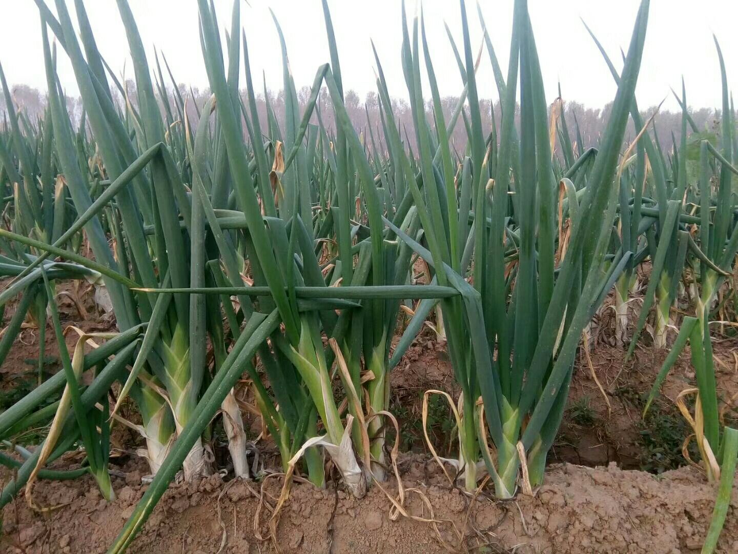 章丘鸡腿大葱整体植株特写