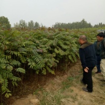 红叶香椿苗80cm以上大棚采摘春芽用苗，提供技术指导